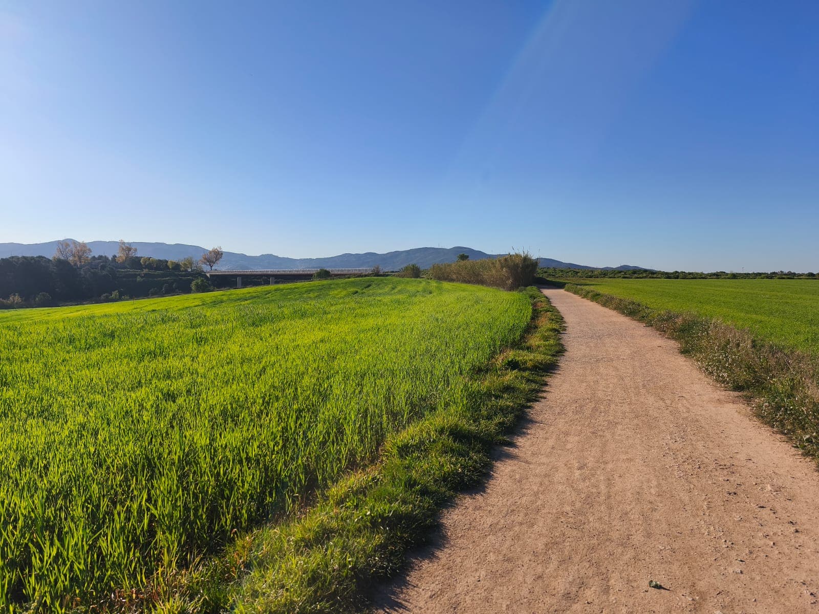 Camí al sol del matí entre camps del Vallès